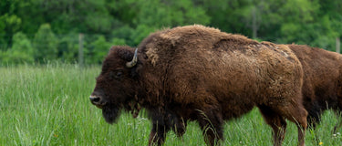 FCT x Silverlake Bison Farm