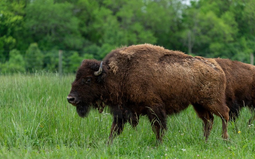 FCT x Silverlake Bison Farm